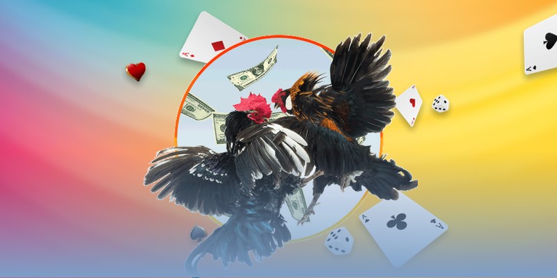 Đá Gà Thomo Bongvip